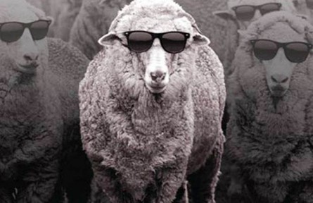 影响羊肉品质的因素有哪些？