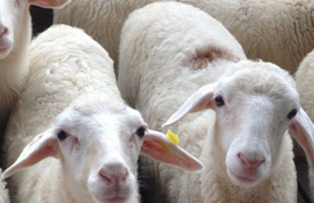 联合国批准法国机构向朝提供援助 支持其养羊项目