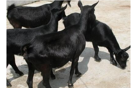 高脚黑山羊养殖的饲料配置方法