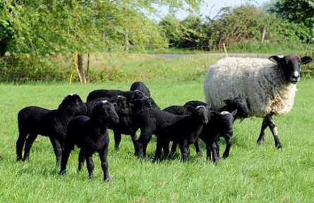 吐鲁番黑羊“托克逊黑羊”品种特征