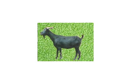 四川山羊品种“乐至黑山羊”品种性能
