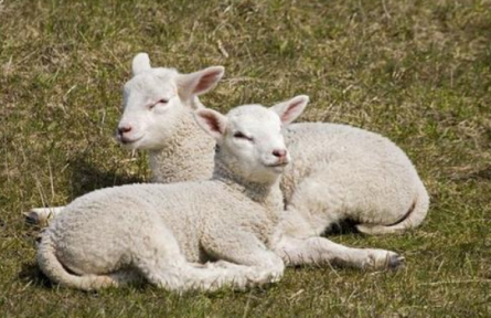 养殖创业日记：养羊想要提高效益，熟记这些顺口溜不求人