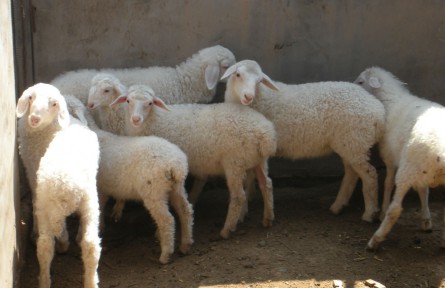 甘肃庆阳“谋羊事”推现代羊业 逾三成农户养羊脱贫
