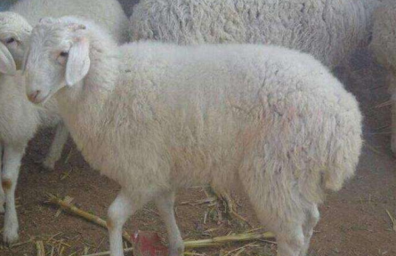 养羊老手精心总结，14条养羊宝贵经验！