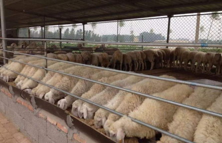 圈养羊夏季易发病的防治