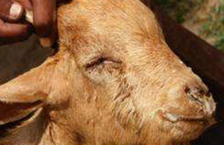 羊副结核病的预防与治疗