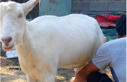 养羊户注意：最新版动物禁用的兽药列表