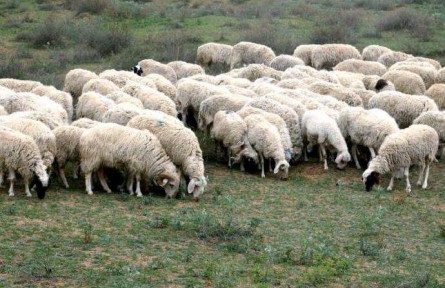 盐池滩羊：脱贫致富的“金羊羊”