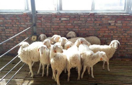 环县李培平：“羊产业让我重振发展信心”
