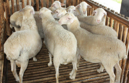 榆林市榆阳区10万只湖羊养殖示范基地一期项目建成投产