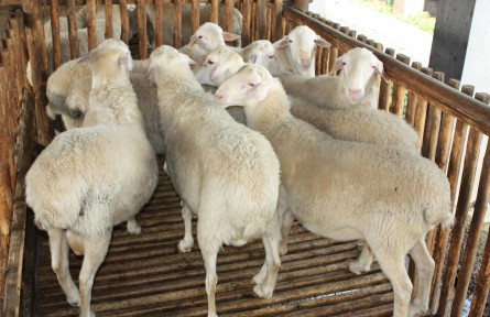 “买全国卖全国”的小镇肉羊产业