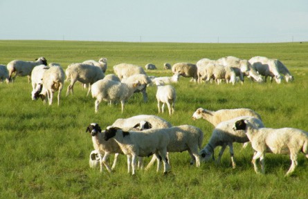 新疆“木垒联盟”让木垒羊肉畅销全国
